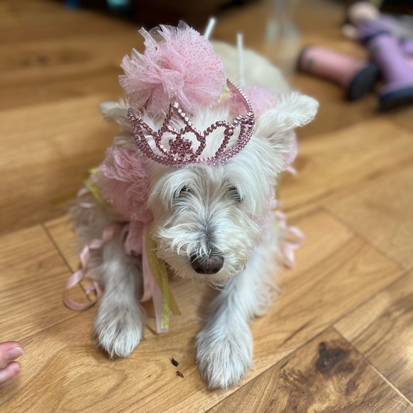 Meet your Posher, Ande - Picture 2 of 2